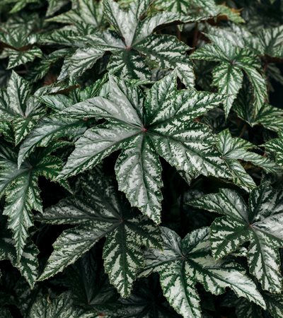 Begonia Pegasus®